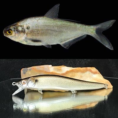 gizzard shad