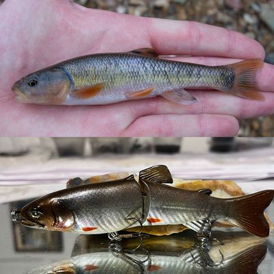 creek chub