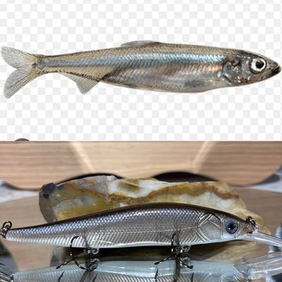 pond smelt