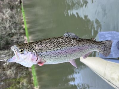 stocker trout
