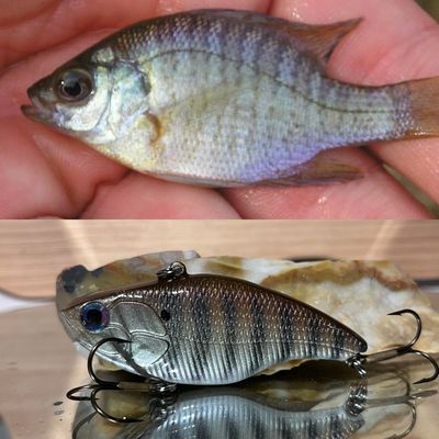 Baby Bluegill