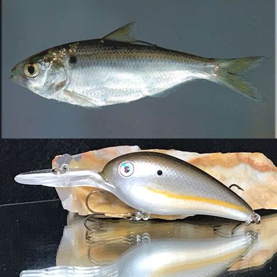 threadfin shad