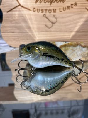 Super squarebill - Baby Bass