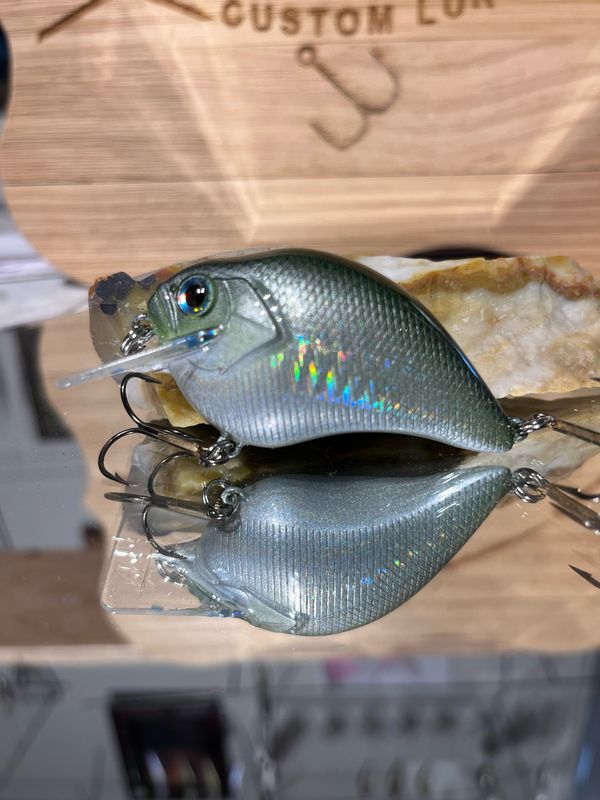 Super squarebill - Blueback Herring