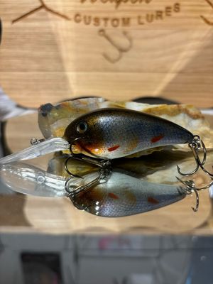 Captor - Creek Chub