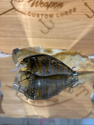 Mako Squarebill - Allstar Perch