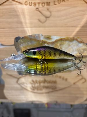 Wasp - Bluegill