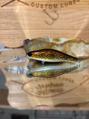 Wasp - Goby