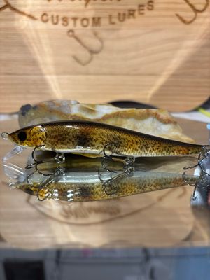 Bolt- Goby