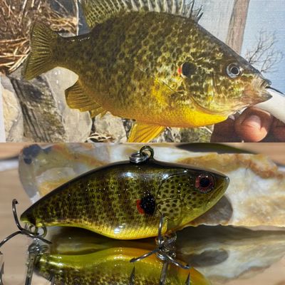 redear sunfish