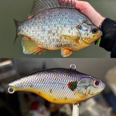 shellcracker