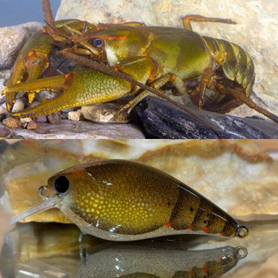 bottlebrush craw