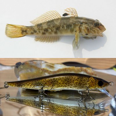 Goby