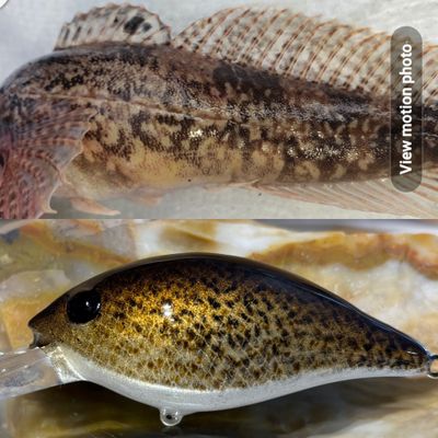 GK Sculpin