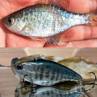baby crappie