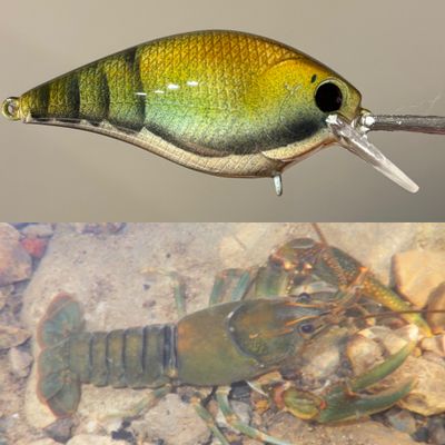 cumberland craw