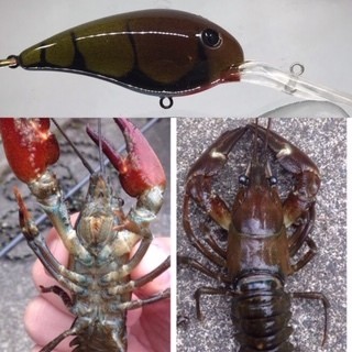 Tualatin Craw