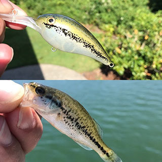 Baby Bass