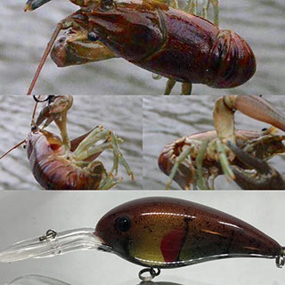 Red Rusty Craw