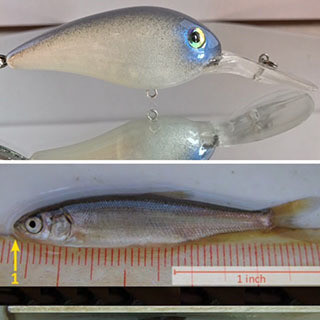 Peamouth Chub