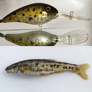 Leopard Dace