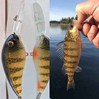 Yellow Perch