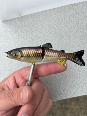 5” Glide - Carp