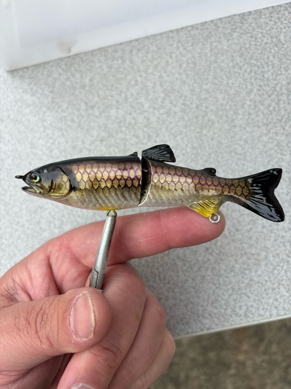 5” Glide - Carp