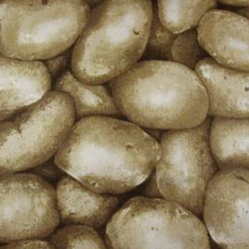 FQ - Potatis
