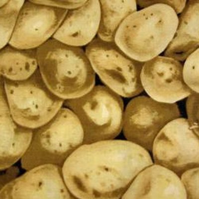 FQ - Potatis