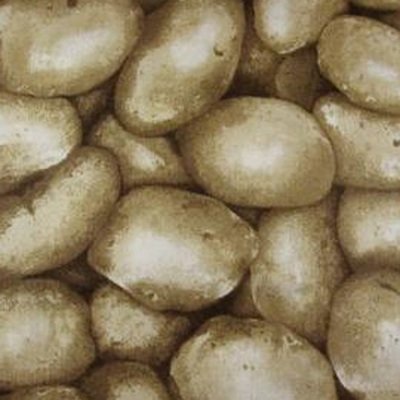 FQ - Potatis