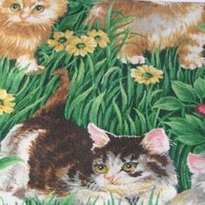 FQ - Kattungar