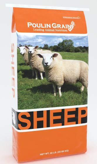 Sheep Complete