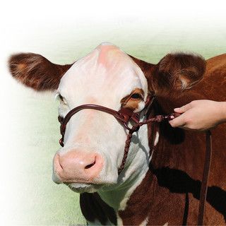 1st Class Show Halter, Brown