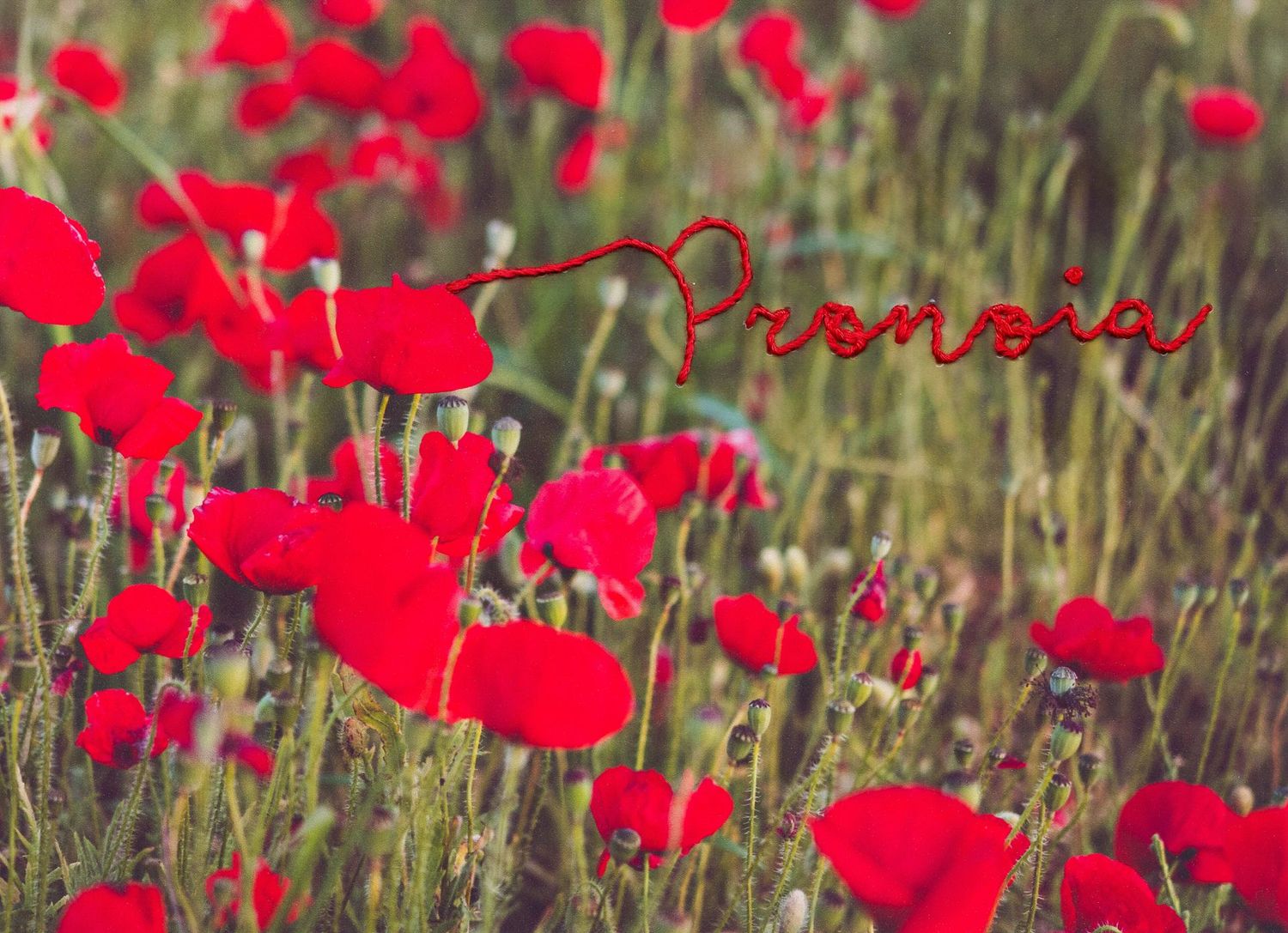 08. PRONOIA