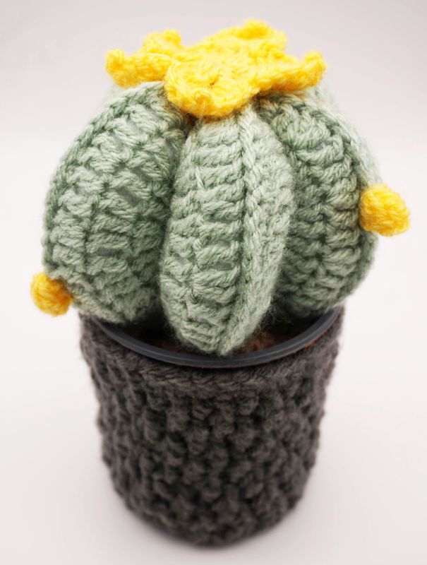 Crochet Cactus