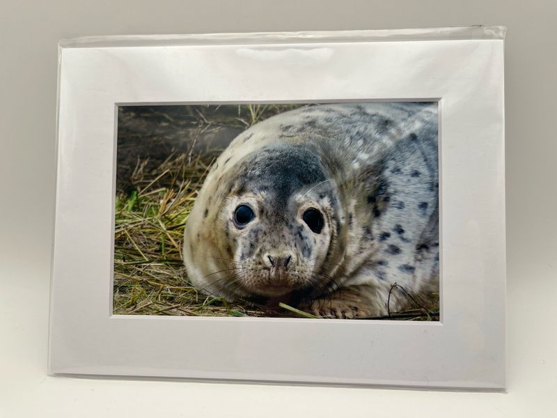 Grey seal at Donna Nook