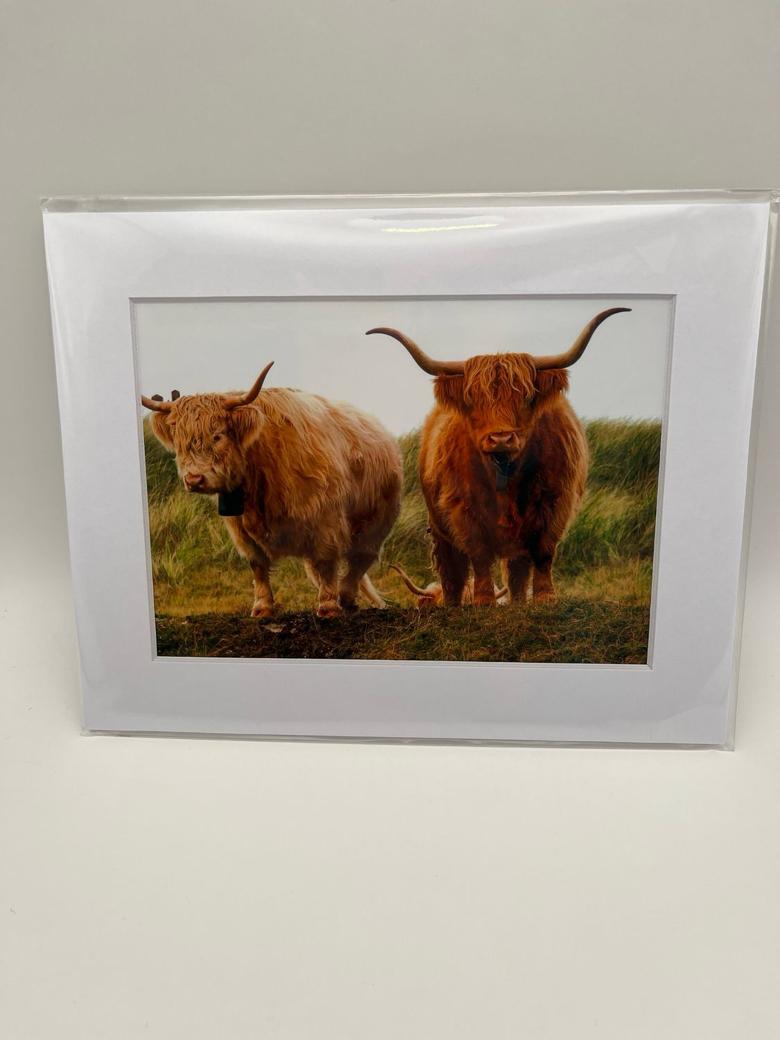 Pair of highland cows