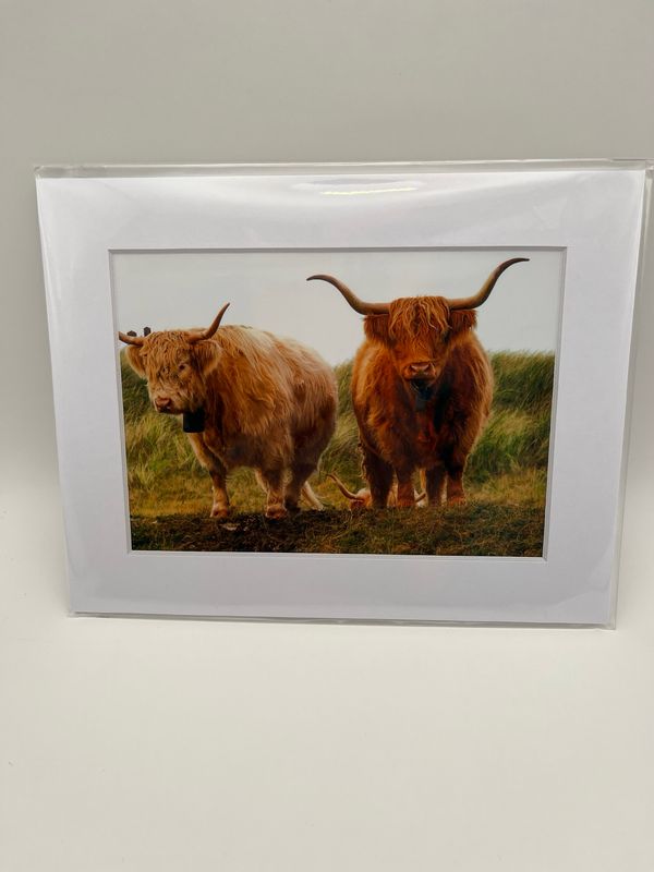 Pair of highland cows