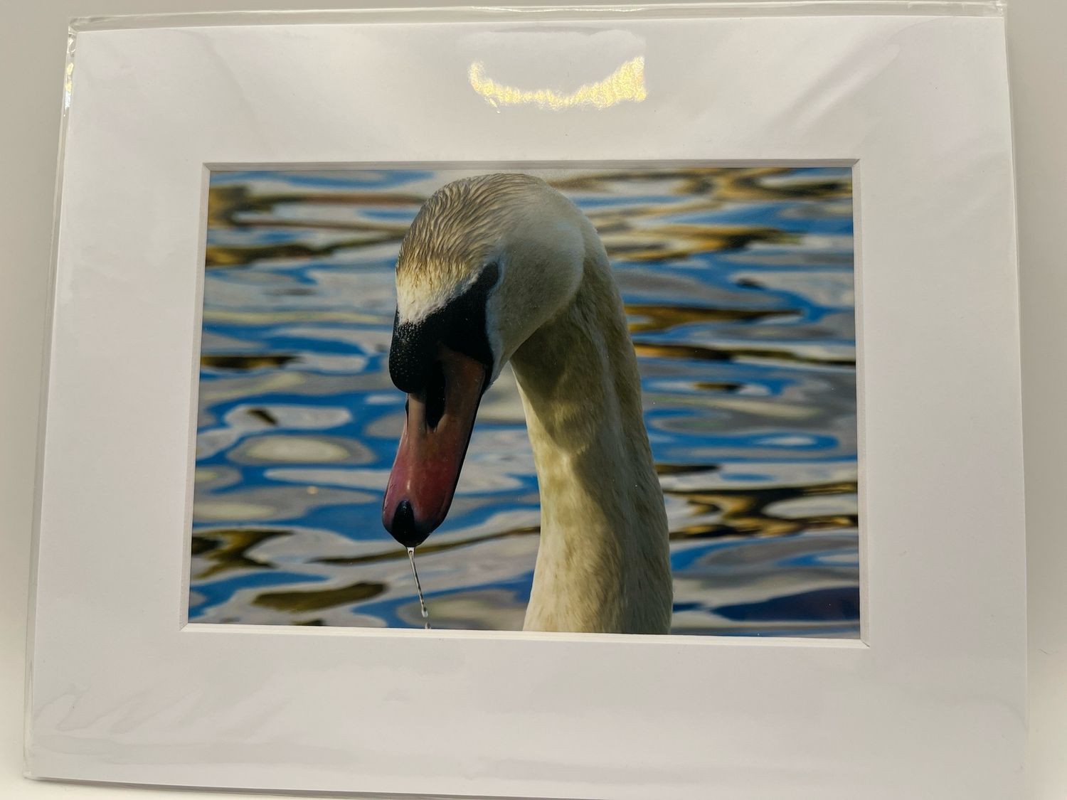 Swan portrait