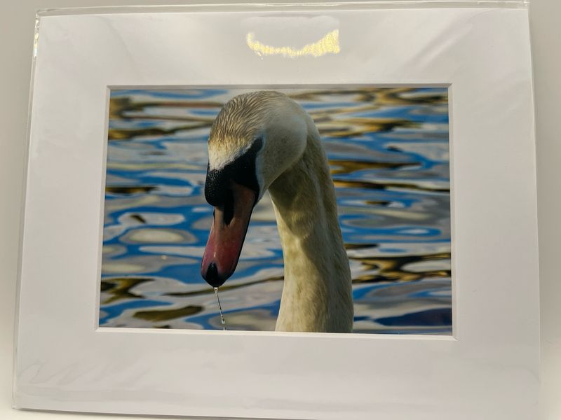 Swan portrait
