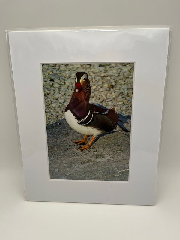 Mandarin duck on stone