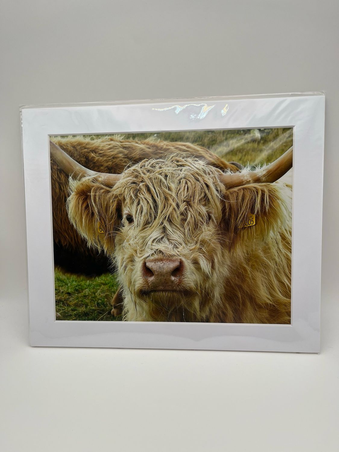 Cream highland cow