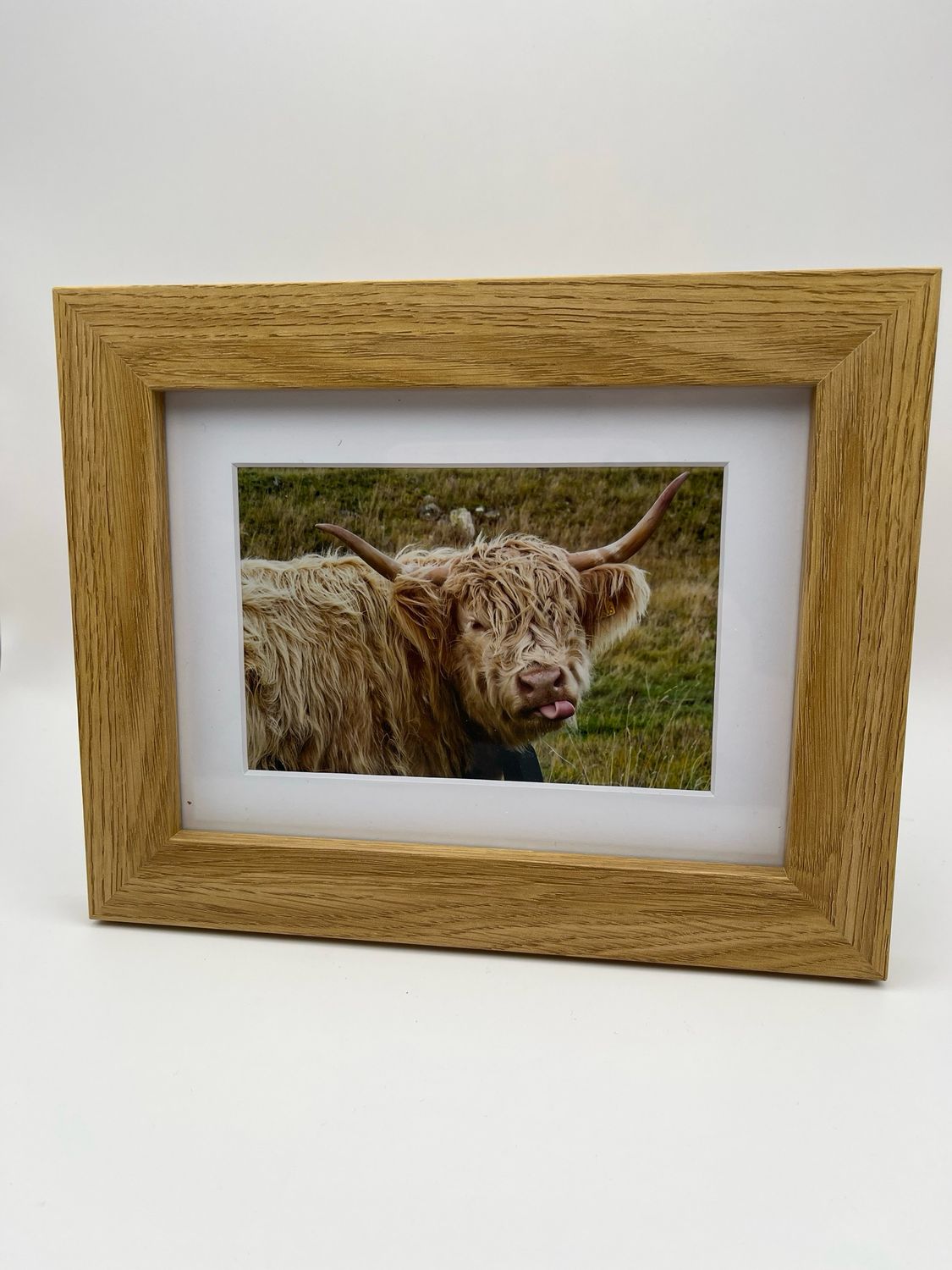 Framed photo of cream highland cow