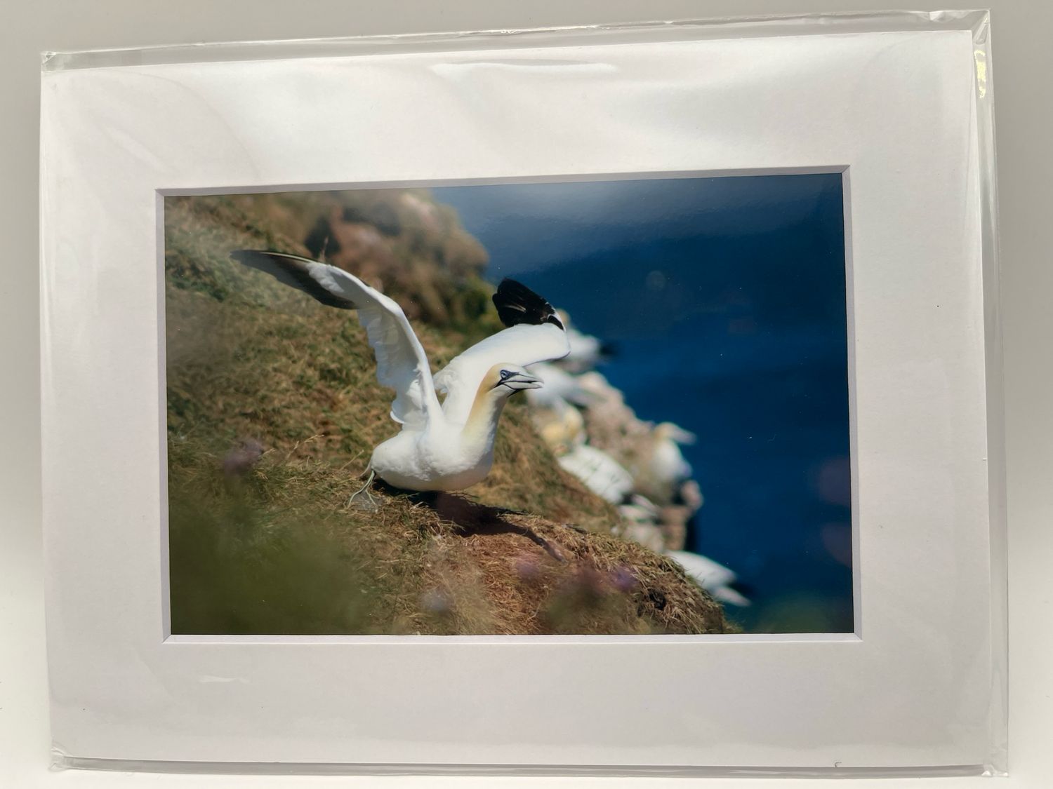 Gannet taking flight
