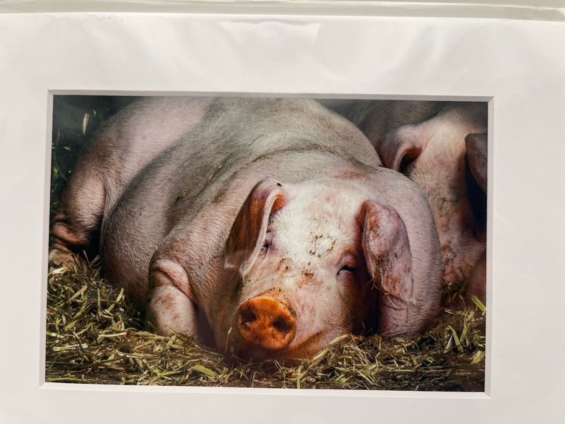 Pig at Honeysuckle farm