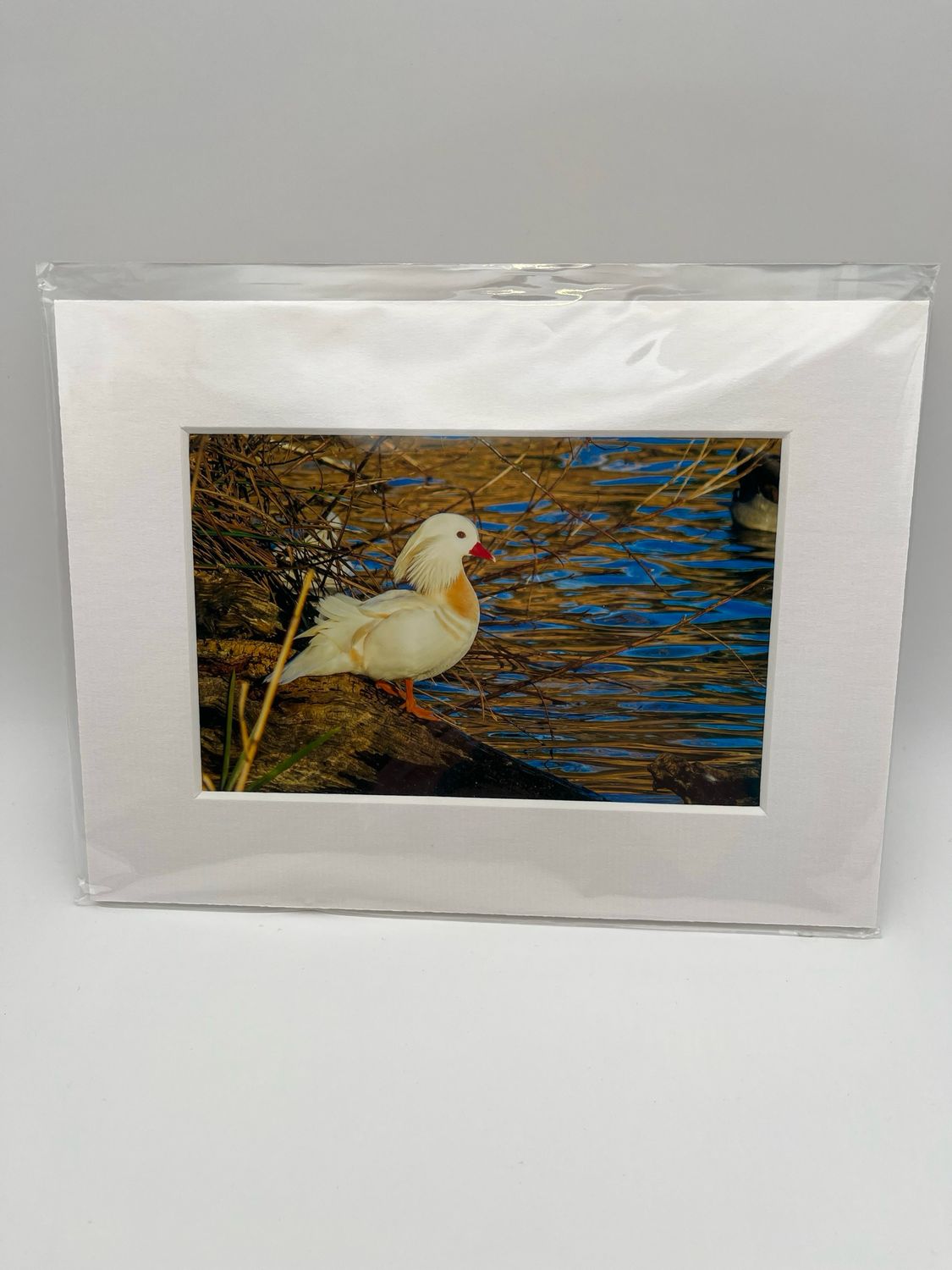 White mandarin duck on log
