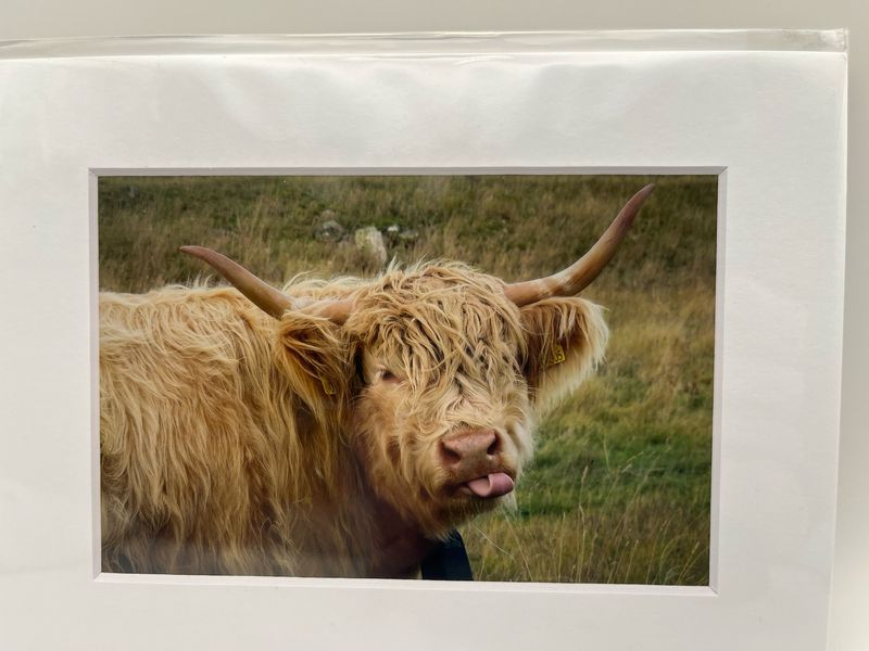 Cream highland cow