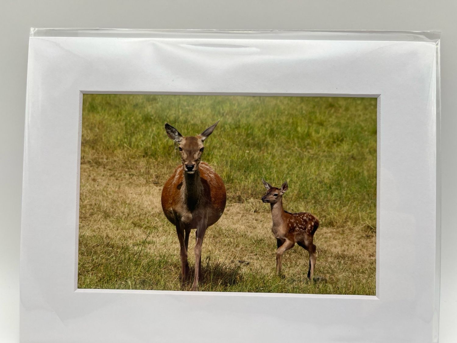 Deer and fawn at Sledmere