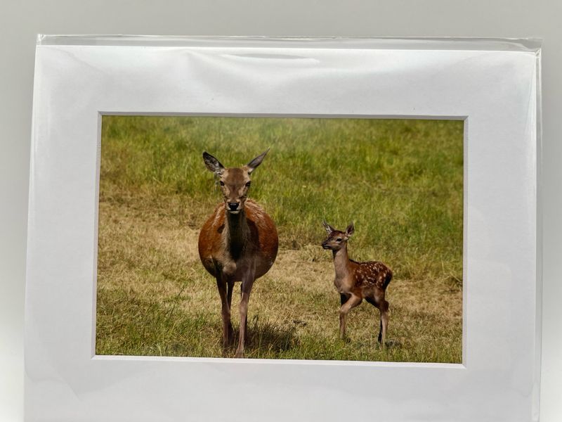 Deer and fawn at Sledmere